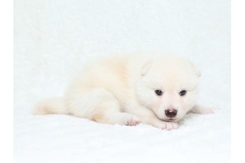 成約済の栃木県の柴犬-34544の2枚目