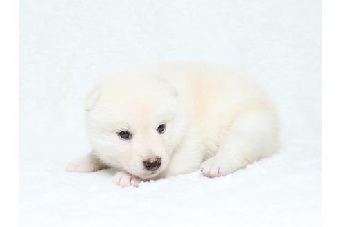 成約済の栃木県の柴犬-34544の3枚目