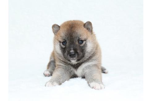 成約済の栃木県の柴犬-34545の1枚目