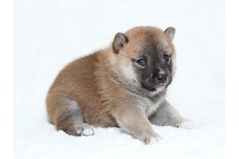 成約済の栃木県の柴犬-34545の2枚目