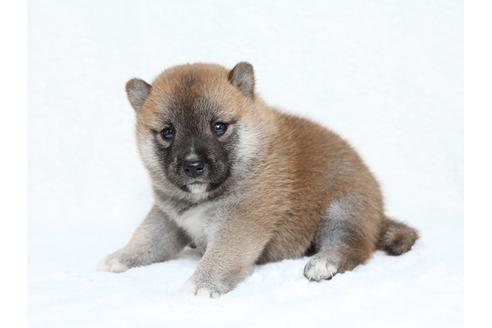 成約済の栃木県の柴犬-34545の3枚目