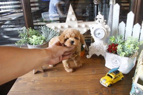 成約済の埼玉県のトイプードル-34568の4枚目