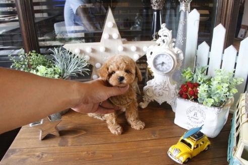 成約済の埼玉県のトイプードル-34568の5枚目