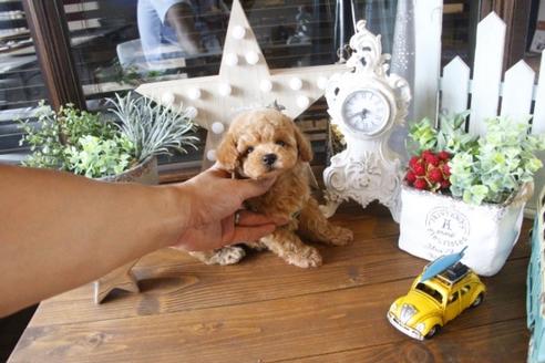 成約済の埼玉県のトイプードル-34568の1枚目