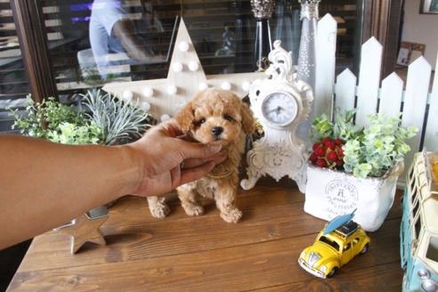 成約済の埼玉県のトイプードル-34568の2枚目