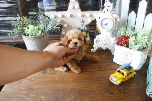 成約済の埼玉県のトイプードル-34568の3枚目