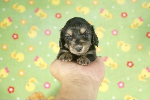 成約済の兵庫県のカニンヘンダックスフンド-34587の2枚目