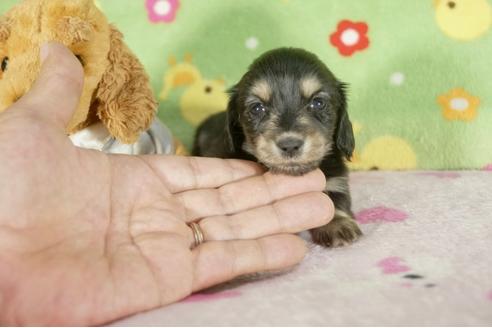 成約済の兵庫県のカニンヘンダックスフンド-34587の3枚目