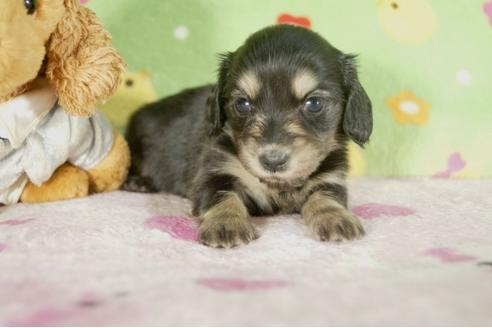 成約済の兵庫県のカニンヘンダックスフンド-34587の4枚目