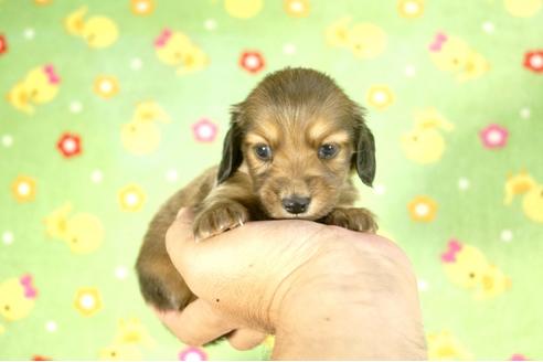 成約済の兵庫県のカニンヘンダックスフンド-34588の4枚目