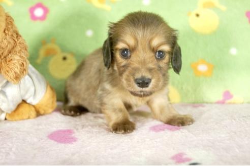 成約済の兵庫県のカニンヘンダックスフンド-34588の1枚目