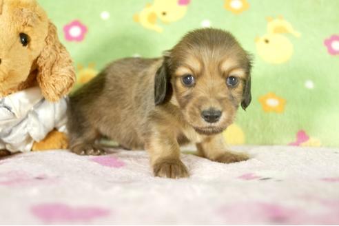 成約済の兵庫県のカニンヘンダックスフンド-34588の2枚目