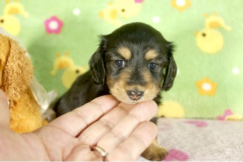 成約済の兵庫県のミニチュアダックスフンド-34589の3枚目