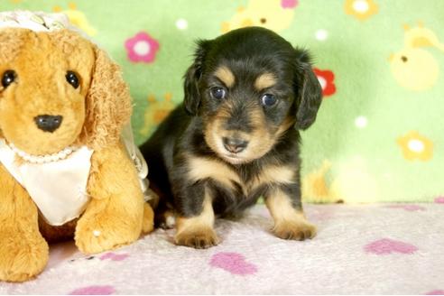 成約済の兵庫県のミニチュアダックスフンド-34589の4枚目