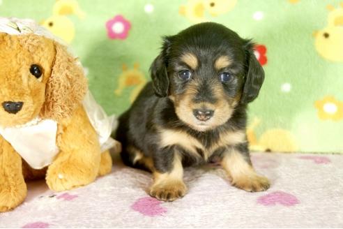 成約済の兵庫県のミニチュアダックスフンド-34589の1枚目