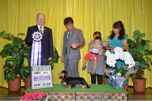 成約済の兵庫県のミニチュアダックスフンド-34589の2枚目