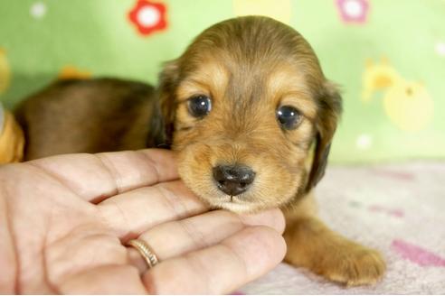 成約済の兵庫県のミニチュアダックスフンド-34592の4枚目