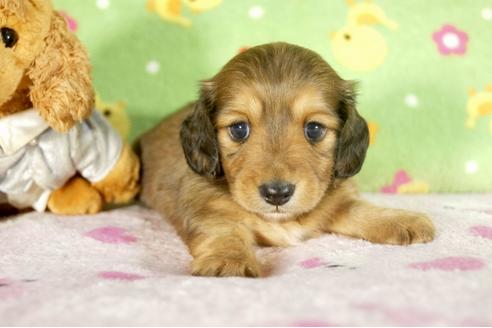 成約済の兵庫県のミニチュアダックスフンド-34592の1枚目