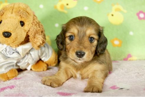 成約済の兵庫県のミニチュアダックスフンド-34592の2枚目