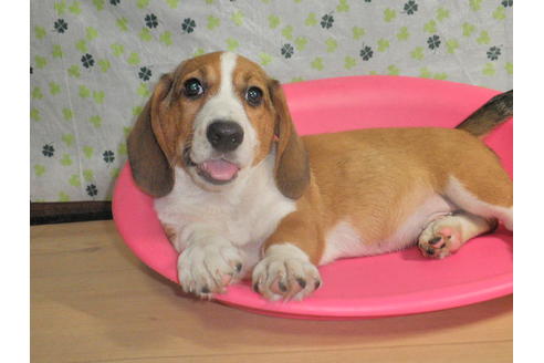 成約済の神奈川県のミックス犬-31060の2枚目