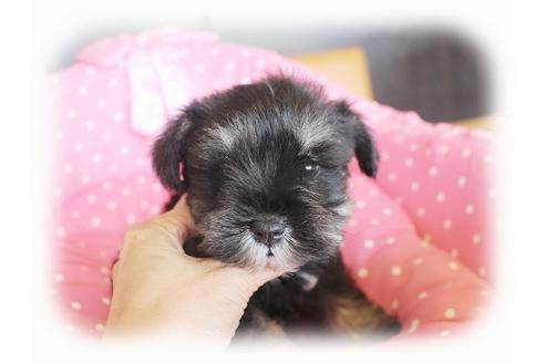 成約済の大阪府のミニチュアシュナウザー-34600の4枚目