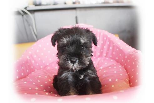 成約済の大阪府のミニチュアシュナウザー-34600の1枚目