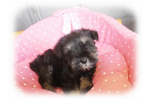 成約済の大阪府のミニチュアシュナウザー-34600の2枚目