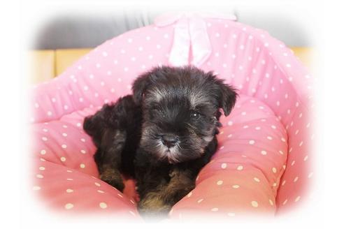 成約済の大阪府のミニチュアシュナウザー-34600の3枚目