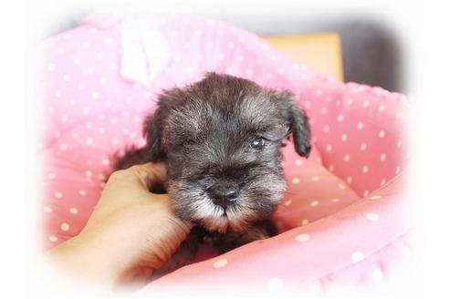 成約済の大阪府のミニチュアシュナウザー-34601の3枚目