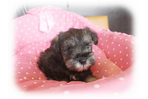 成約済の大阪府のミニチュアシュナウザー-34601の4枚目