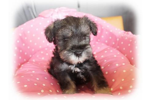 成約済の大阪府のミニチュアシュナウザー-34601の5枚目