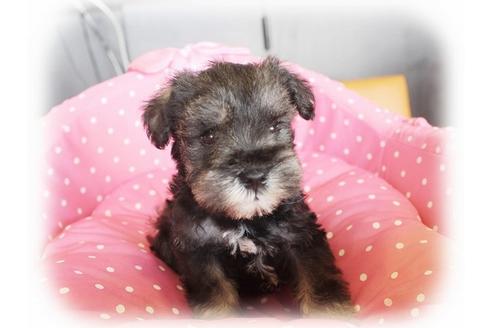 成約済の大阪府のミニチュアシュナウザー-34601の1枚目