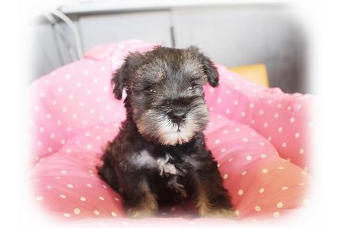 成約済の大阪府のミニチュアシュナウザー-34601の2枚目