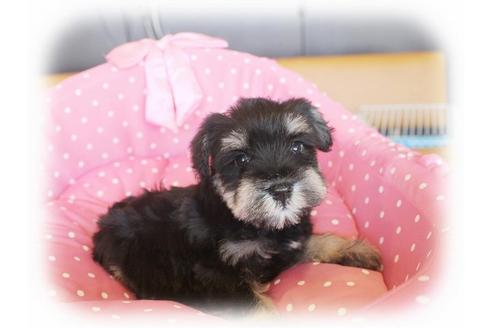 成約済の大阪府のミニチュアシュナウザー-34602の3枚目