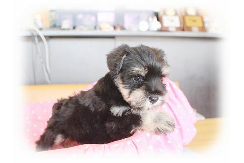 成約済の大阪府のミニチュアシュナウザー-34602の5枚目