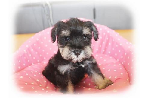 成約済の大阪府のミニチュアシュナウザー-34602の1枚目