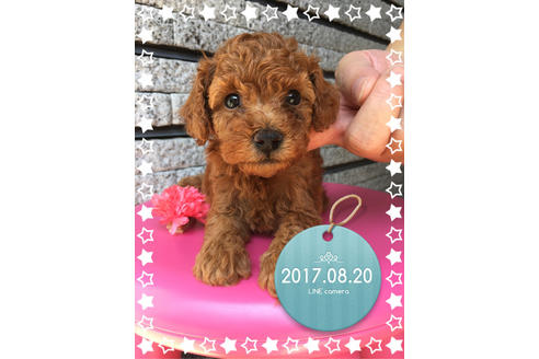 成約済の福岡県のトイプードル-33350の2枚目