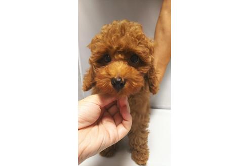 成約済の大阪府のトイプードル-34610の1枚目