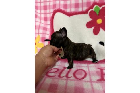 成約済の大分県のフレンチブルドッグ-34614の3枚目