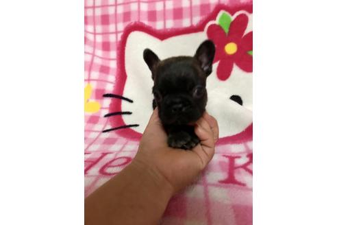 成約済の大分県のフレンチブルドッグ-34614の4枚目