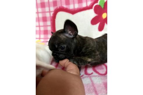 成約済の大分県のフレンチブルドッグ-34614の5枚目