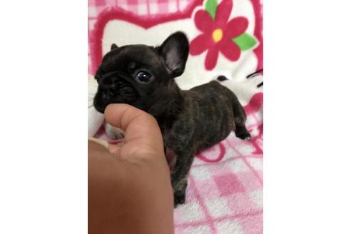 成約済の大分県のフレンチブルドッグ-34614の1枚目