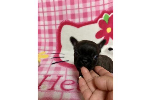 成約済の大分県のフレンチブルドッグ-34614の2枚目
