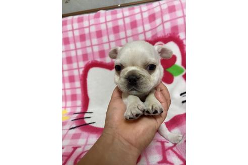 成約済の大分県のフレンチブルドッグ-34615の2枚目