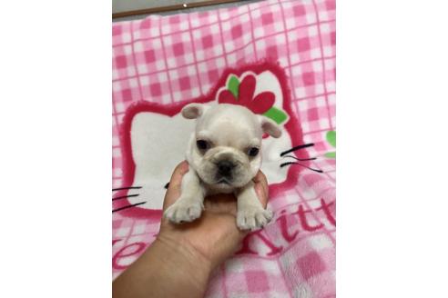 成約済の大分県のフレンチブルドッグ-34615の3枚目