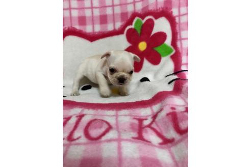 成約済の大分県のフレンチブルドッグ-34615の1枚目