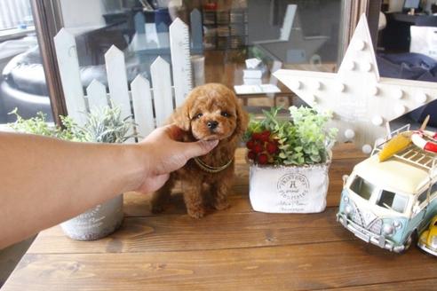 成約済の埼玉県のトイプードル-33846の3枚目