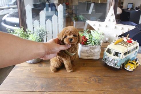 成約済の埼玉県のトイプードル-33846の4枚目