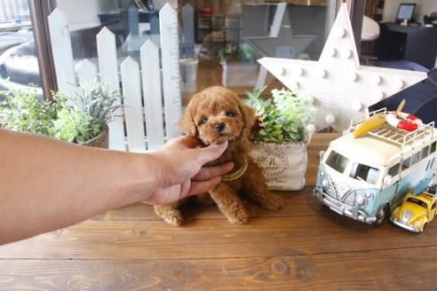 成約済の埼玉県のトイプードル-33846の5枚目