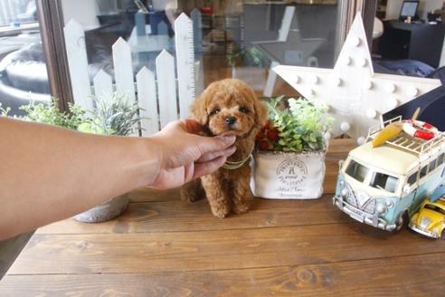 成約済の埼玉県のトイプードル-33846の1枚目